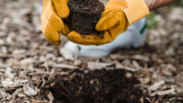 Noventa minutos plantando árboles reduce la ansiedad y el estrés, según estudio