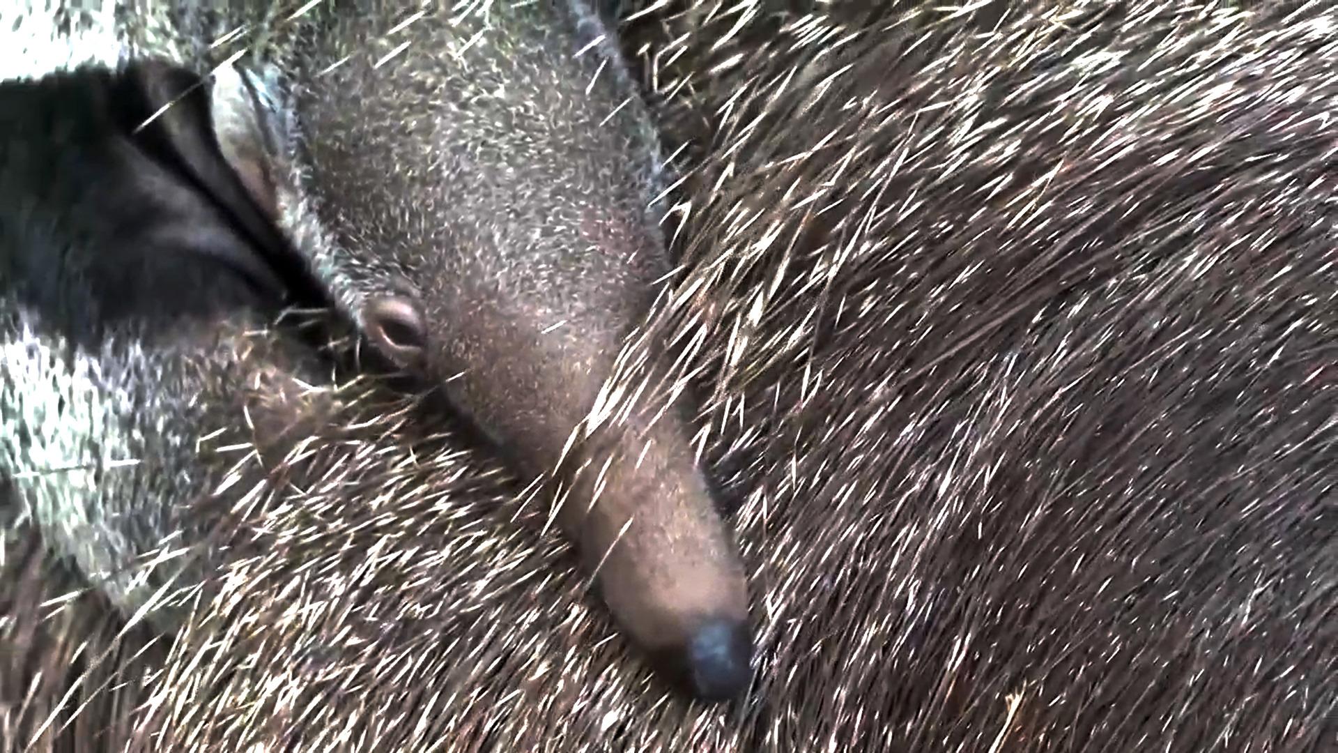 German zoo presents its latest arrival: a giant anteater cub