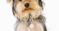 Age-related hearing loss in common in dogs. Here are some ways to help them deal with it.