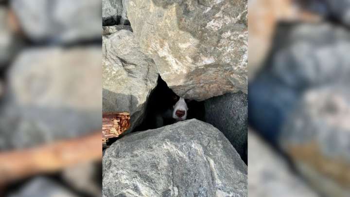 California Jogger’s Run Leads To A Rescue Mission When He Spots A Trapped Pup