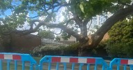 Beloved Coventry city centre tree has limb lopped off