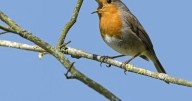 Robins will visit your garden if you put food in one specific place