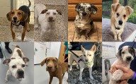 Midlands Pup Shots! September 24