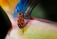 Crece la alerta en EE.UU. por la propagación del Chagas