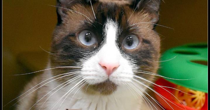 CHA Pet of the Week: Prince