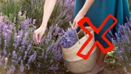 Ni lavanda ni margaritas: las 5 plantas que atraen mala suerte, según el Feng Shui