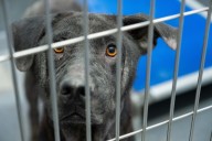 San Antonio proposes new fines up to $2K for dumped animals