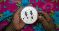 La enfermedad de Chagas se extiende: «Es un problema de salud pública»