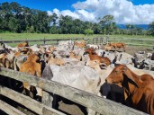 Ganaderos en Apure articulan acciones para combatir delincuencia organizada