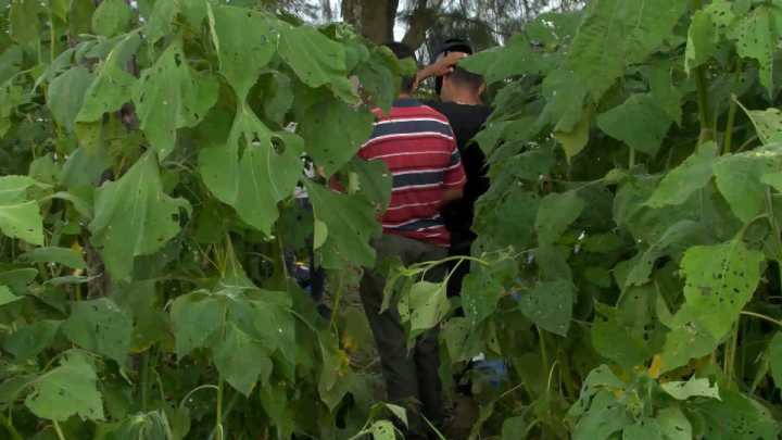 Localizan Nueva Fosa Clandestina en Zapopan; Hallan 3 Cuerpos