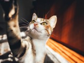 Escándalo en una escuela: una maestra alimentó con un gato vivo a una serpiente durante una clase