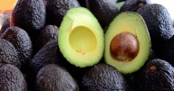 Paso a paso: cómo cuidar la planta de palta para que dé frutos grandes y sabrosos