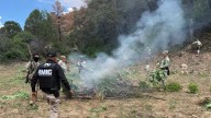 Destruyen Plantío de Marihuana de Aproximadamente 8 Mil 300 Plantas en Cananea, Sonora