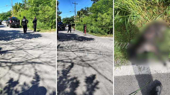Indignación en Conkal: hombre asesina a puñaladas a un perro tras riña canina