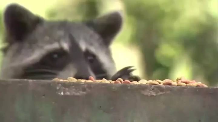 Rabies alert issued in Broward County after raccoon tests positive