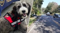 Wilmington, MA police therapy dog Zena dies in Tewksbury crash