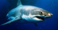 Boy, 8, 'loses significant amount of blood' and in critical condition after shark attack