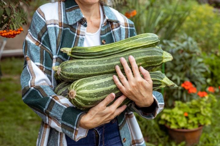 What to do when you find a giant zucchini growing the garden?