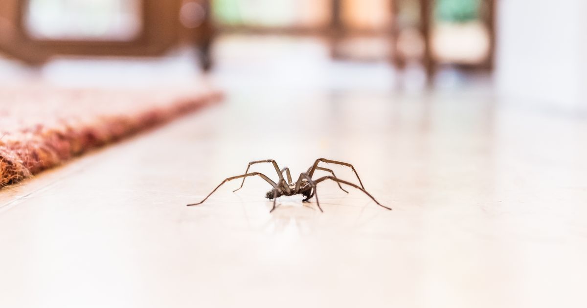 Spiders are enticed inside in September by 1 thing most households will have