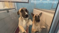 Collin County reopens dog adoptions after possible disease outbreak