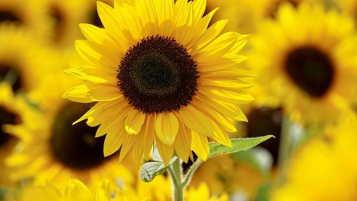 Cómo cultivar una planta de girasol en septiembre para que sus flores llenen de alegría el hogar