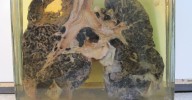 Qué es y cómo prevenir la silicosis, una enfermedad respiratoria de la que Ourense está a la cabeza de nuevos casos