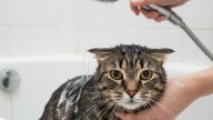 Paso a paso: cómo ambientar el espacio para bañar a tu gato y que no sufra, según expertos