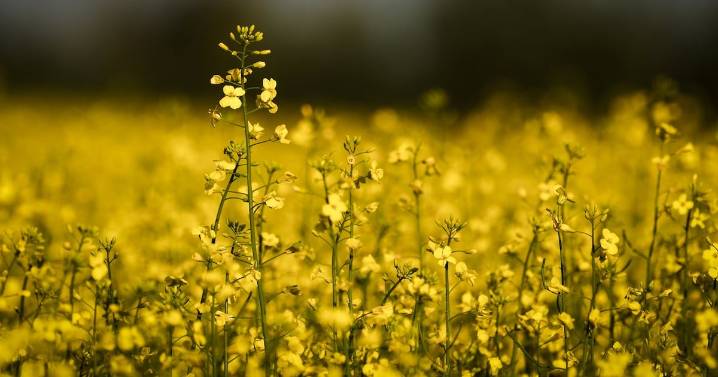 Canada China tariffs: Farmers brace for canola price changes