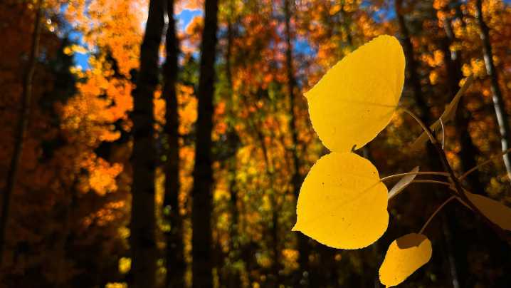 This area of Nevada named in the top 10 places to see fall foliage