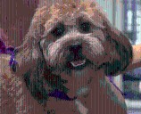 Rusty, the Doodle-mix would make a great family dog
