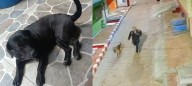 A la cárcel abusador sexual de animales en Bogotá: primer caso bajo la Ley Ángel