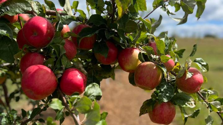 Here's what to expect for the 2025 pick-your-own apples season in Door County