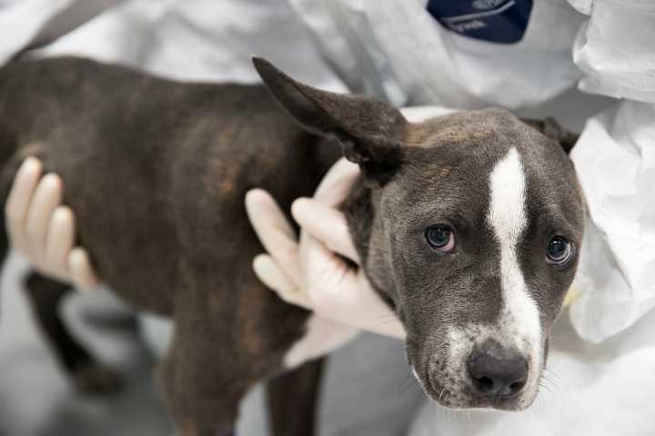 Deadly dog virus detected in Houlton