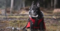 If French Bulldogs Could Text: 7 Messages Your French Bulldog Would Send You Today