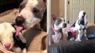 Tennessee Goat Raised By A Dog Learns To Live Just Like Her Best Friend