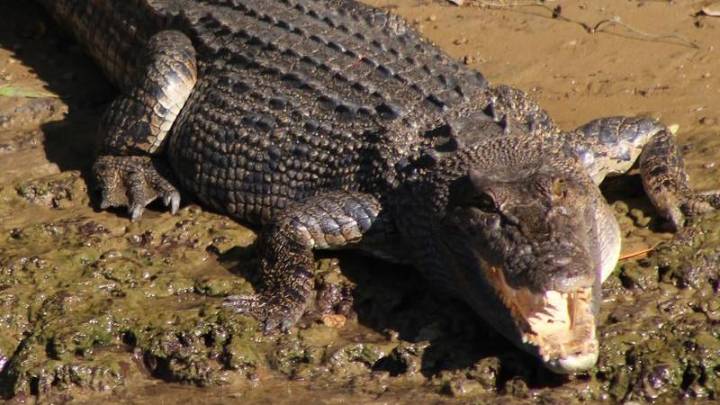 Shivani Kevat: Terrifying crocodile attack turns fatal as teen girl gets dragged into river