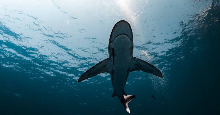 Un tiburón hiere gravemente a un niño de 8 años en los Cayos de Florida