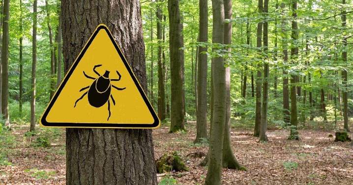 Invasive Asian Longhorned Tick Confirmed in Maine for the First Time
