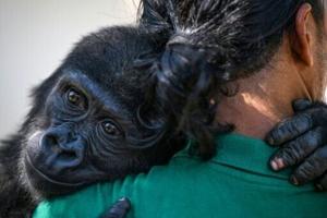 Baby gorilla to return to Nigeria after Istanbul airport rescue