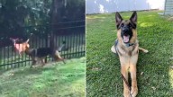 Florida German Shepherd Forms An Unlikely Friendship With A Deer And Her Fawn