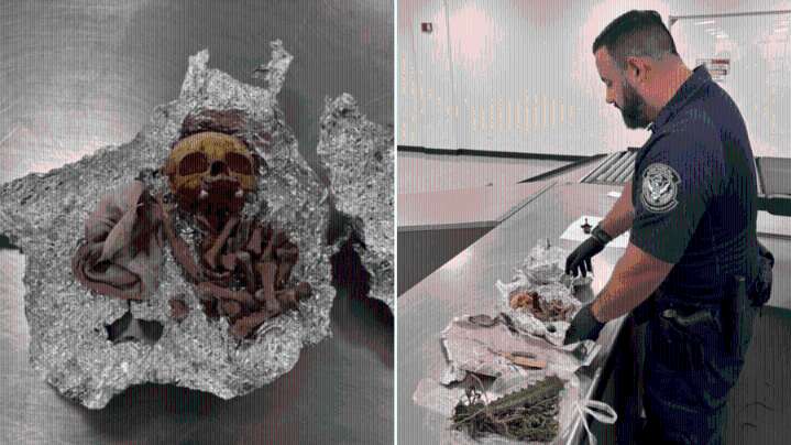 Apparent human remains found in luggage at Tampa airport, CBP says