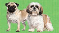 Shih Tzu vs. Pug: Which low-maintenance pup should dominate your apartment?