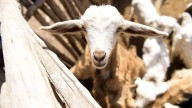 Unidos por el Agua: la ONG Sala de Emergencia llevará educación y salud animal al sureste sanjuanino