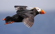 Scientists race to understand why tufted puffins are disappearing from the Pacific Northwest