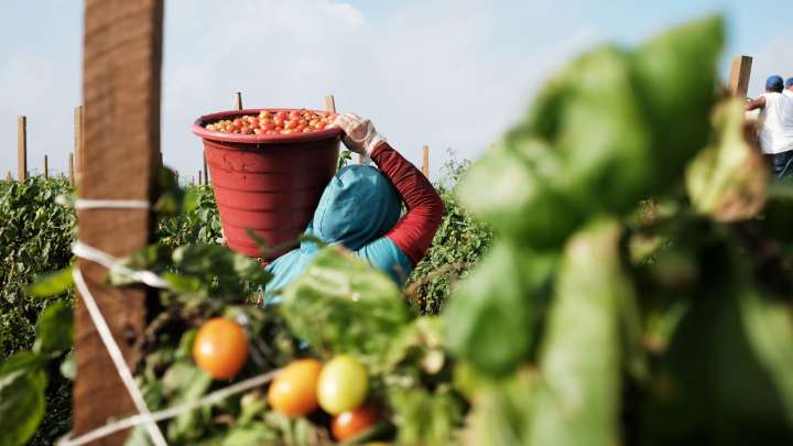 Farmworkers face harsh conditions. Now they’re eyeing a pay cut.