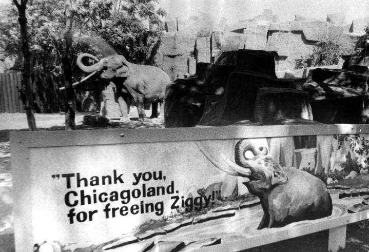 Today in Chicago History: Brookfield Zoo's Ziggy the elephant allowed outdoors for first time in 29 years