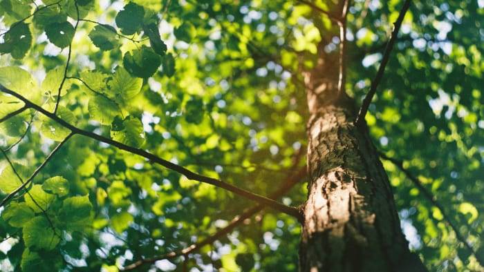 22-year-old worker killed by falling tree trunk in Volusia County
