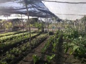 Proponen aplicar proyecto de monitoreo agrícola en la Zona Maya de Quintana Roo 