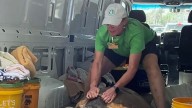 Brevard Zoo releases Loggerhead sea turtle following rehabilitation