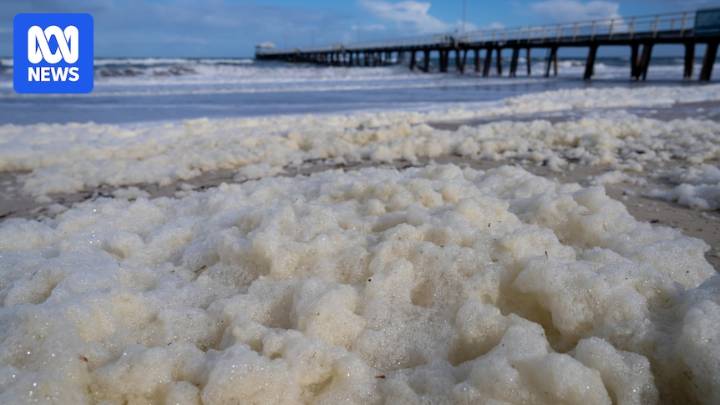 Henley residents advised to keep windows, doors closed amid algal bloom crisis